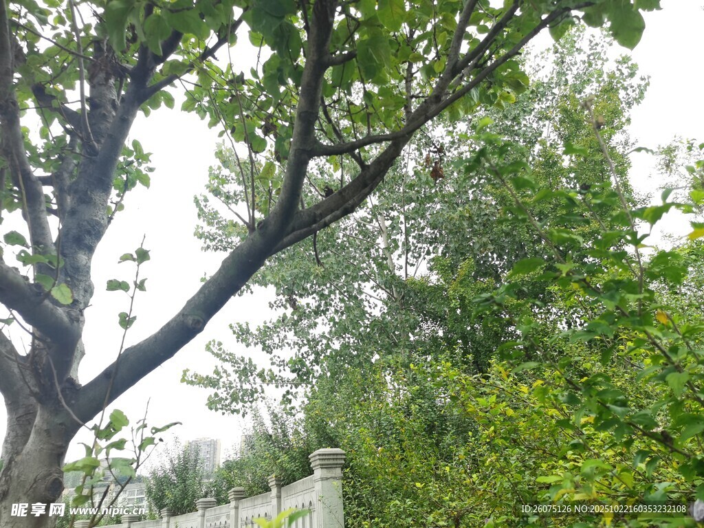 绿叶繁茂的树木景观
