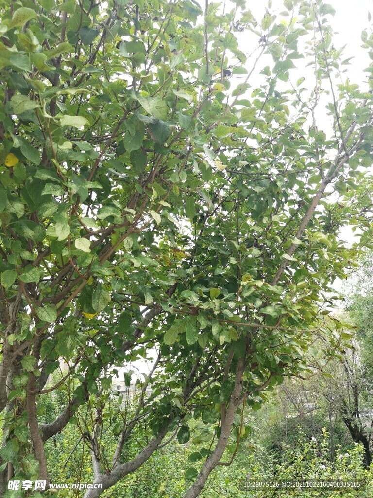 繁茂绿树展现自然生机