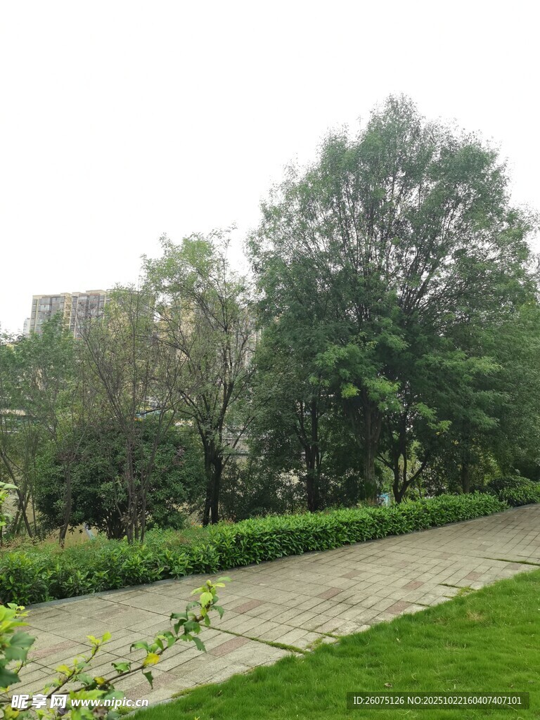 户外绿意盎然的花园小径