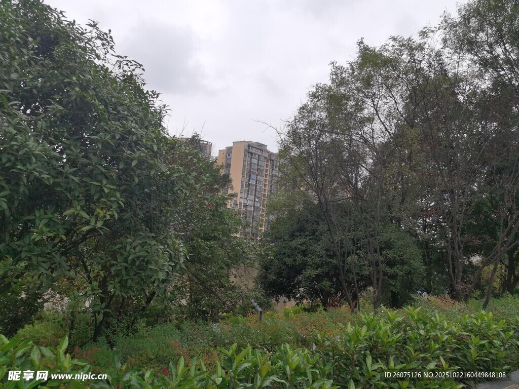 林间景致远处高楼隐现