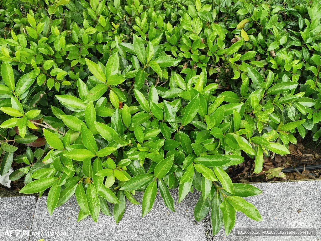 翠绿茂盛的绿植景观