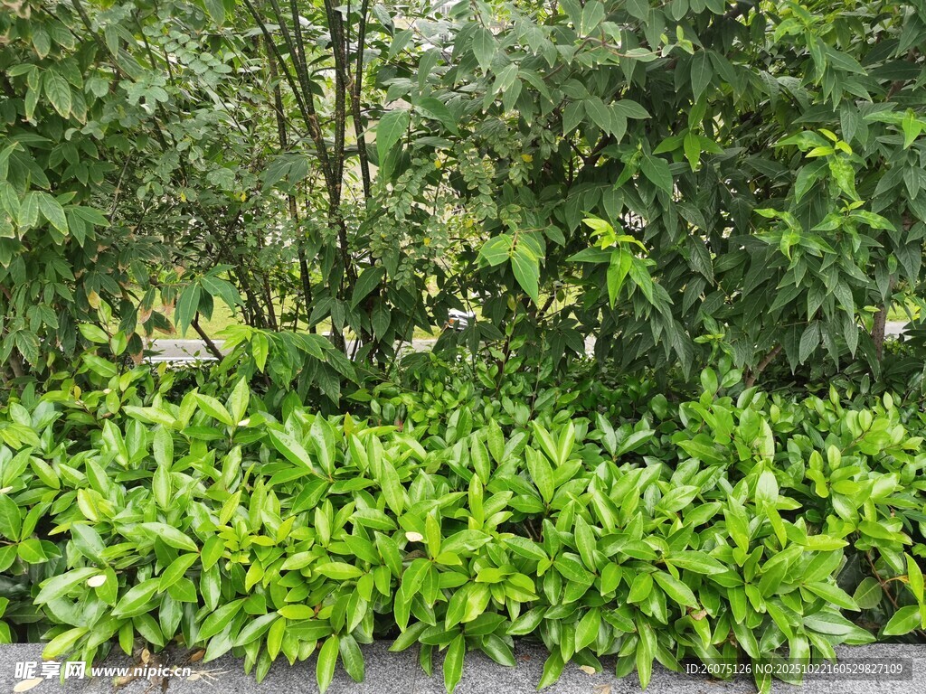 翠绿植物景观