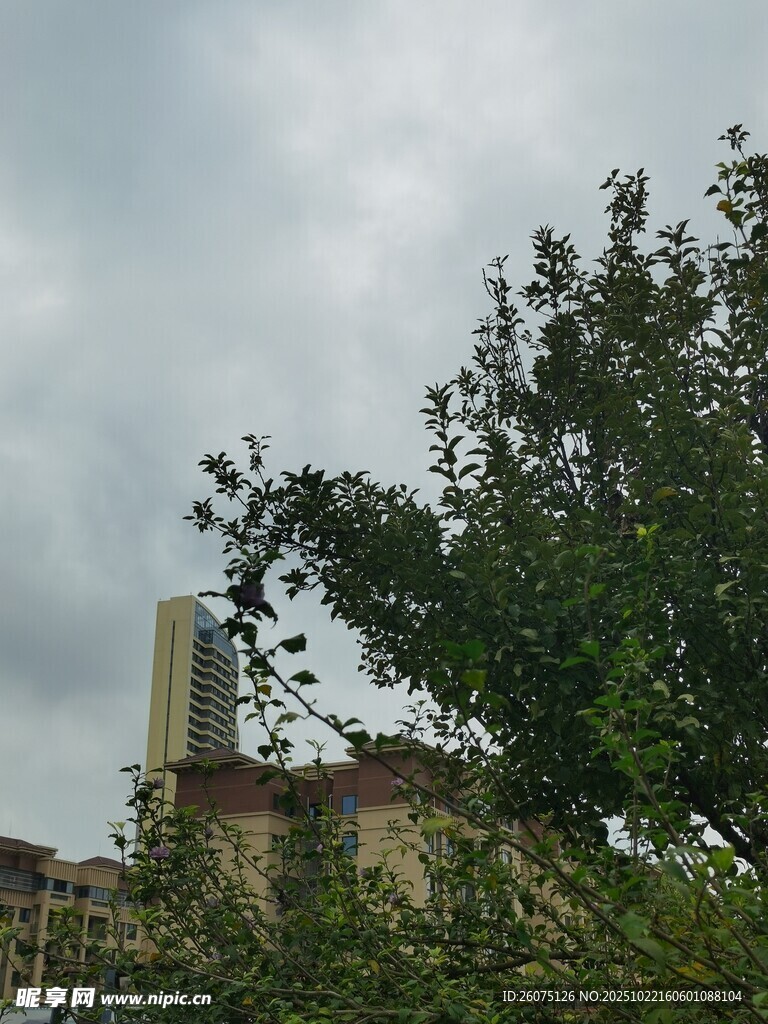 绿树掩映下的城市建筑