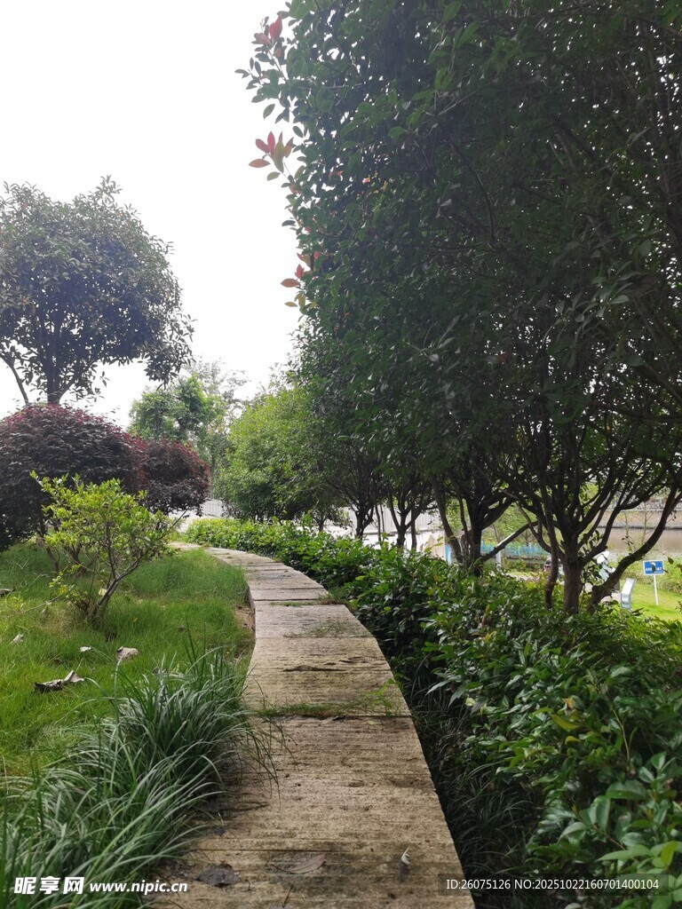 林间小径的自然景致