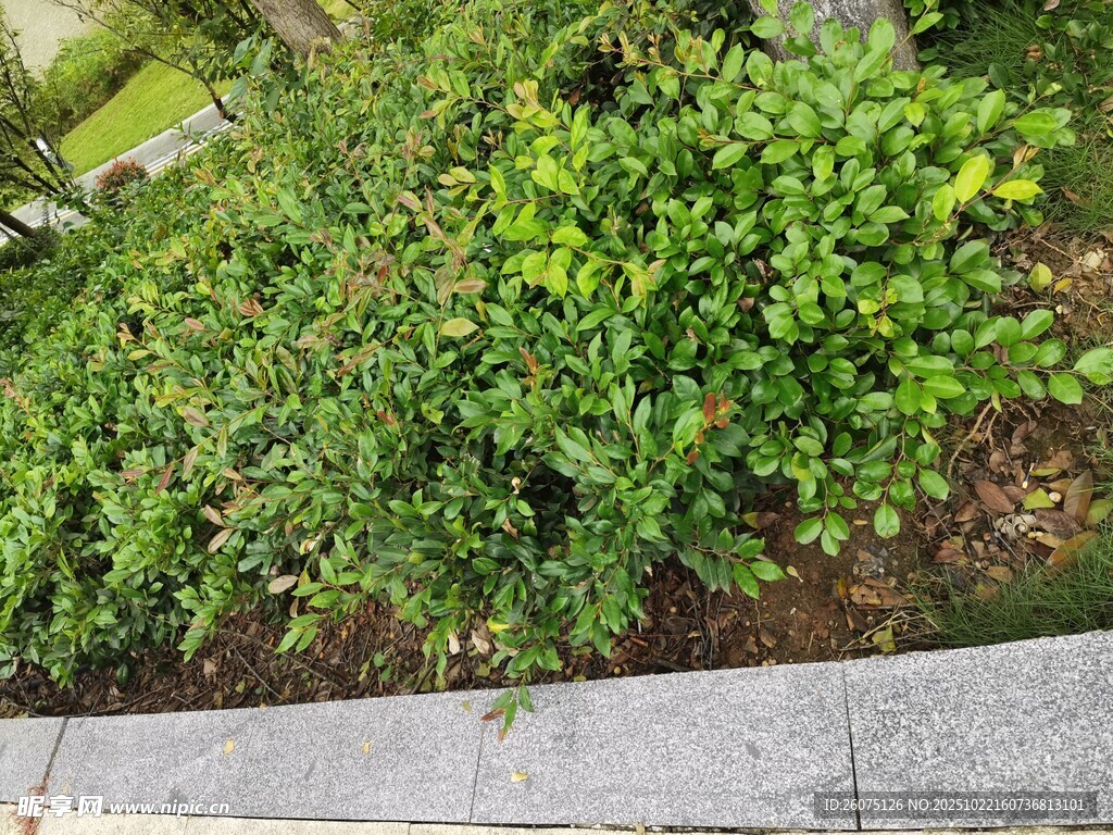 路边翠绿繁茂的绿植景观