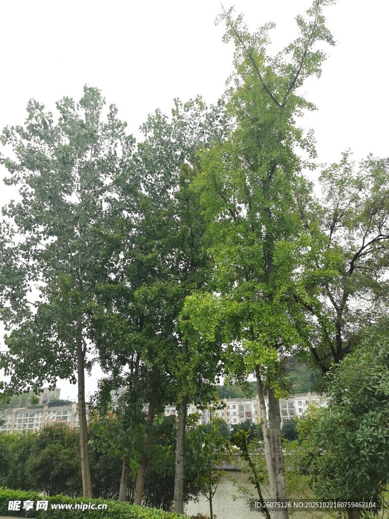 户外绿树成荫景象