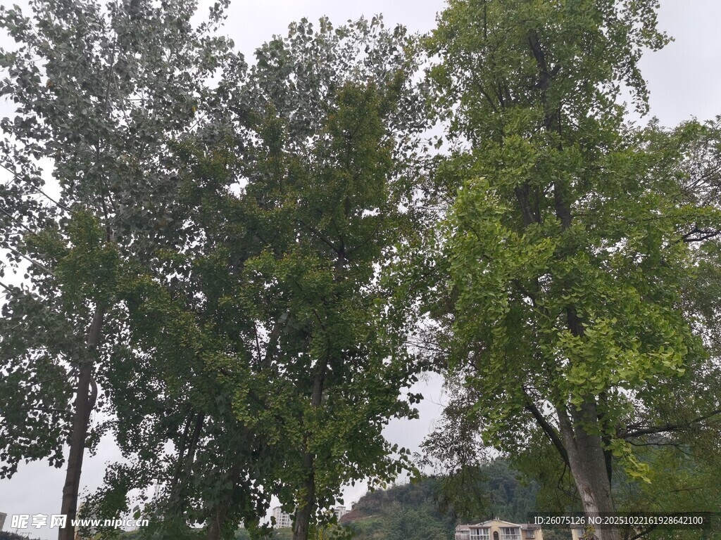 绿树成荫的自然景象