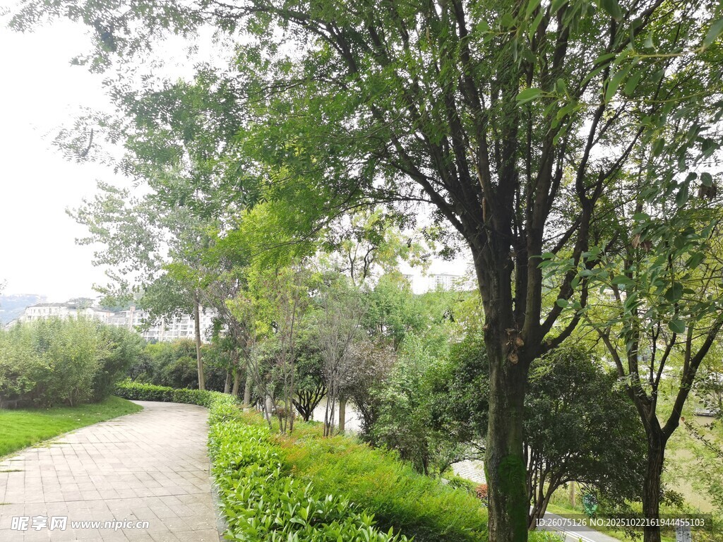 林间小径绿意盎然