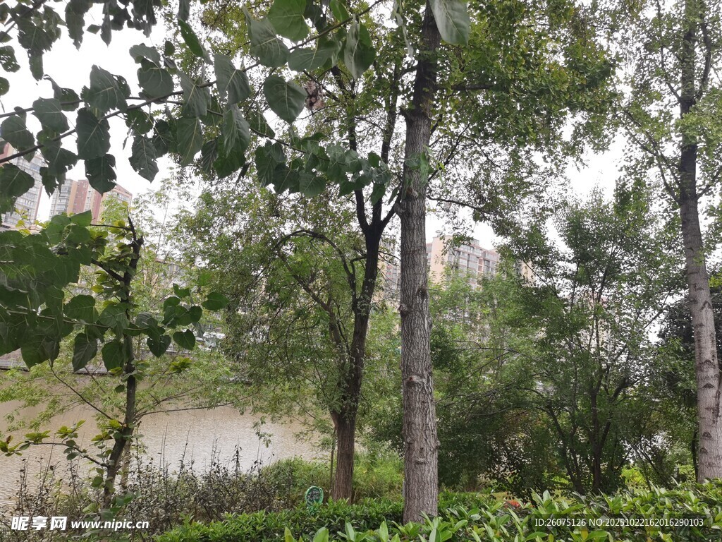 林间河畔的自然景致