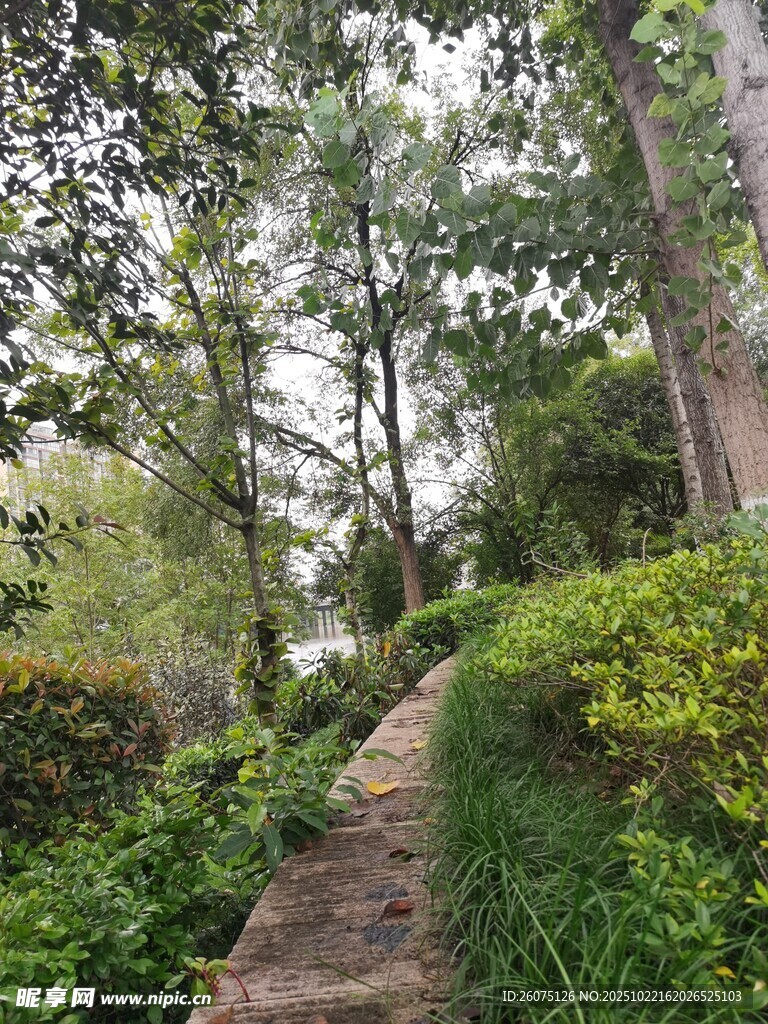 林间小径绿意盎然的漫步道