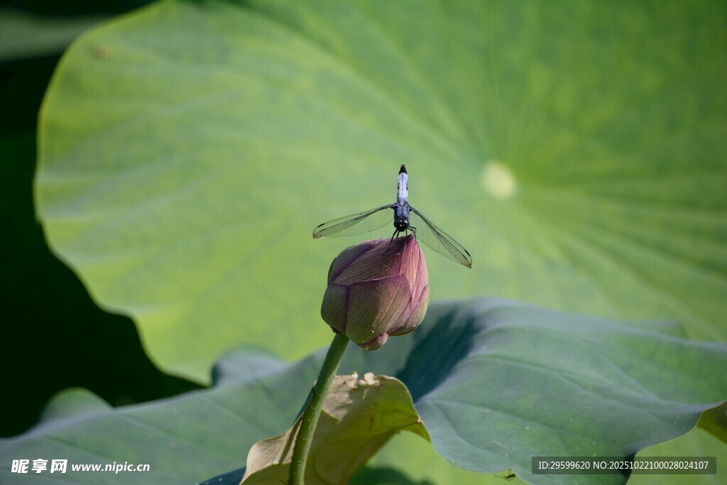蜻蜓停驻荷花苞