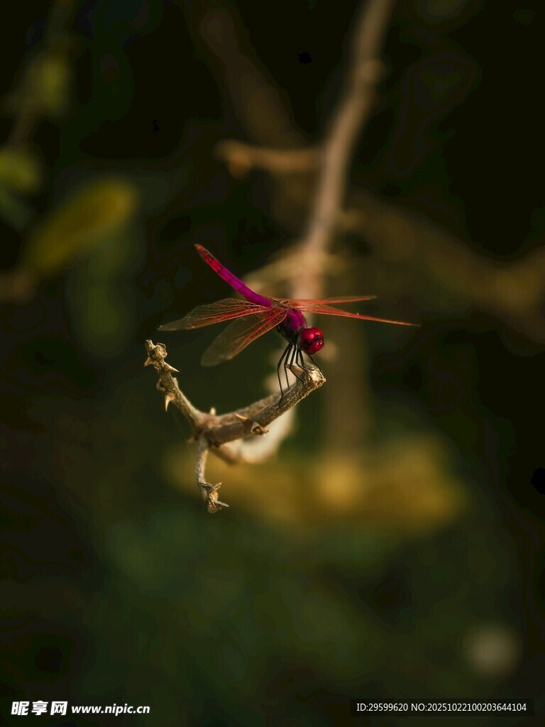 枝头红蜻蜓