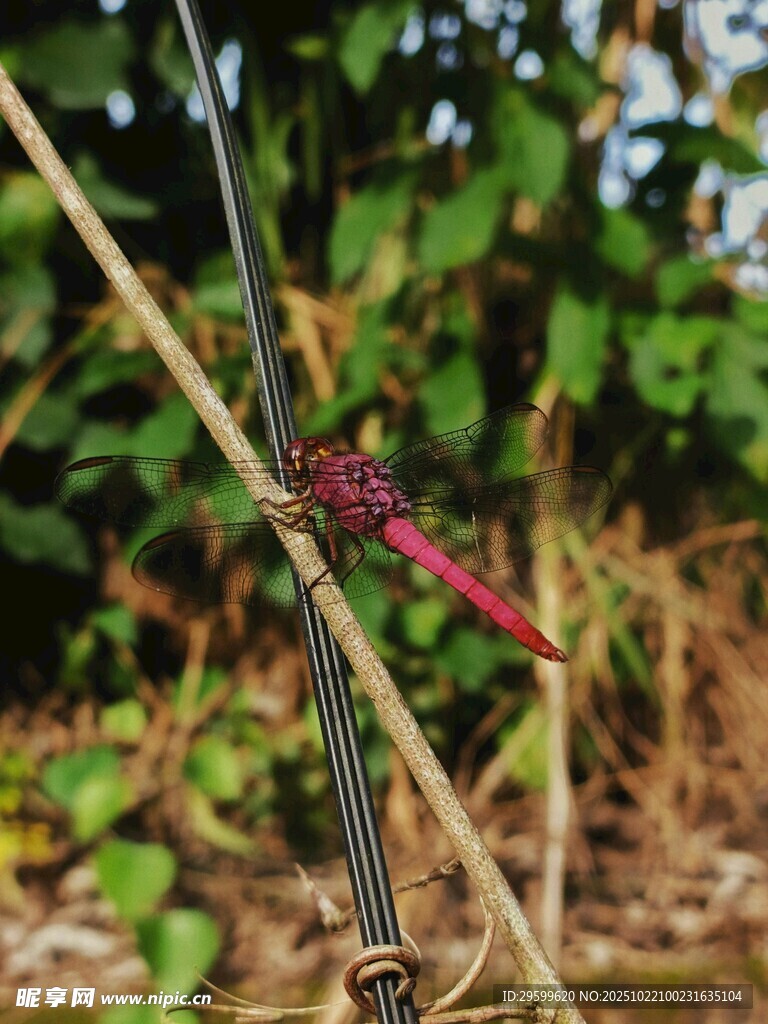红蜻蜓栖息于植物枝干间