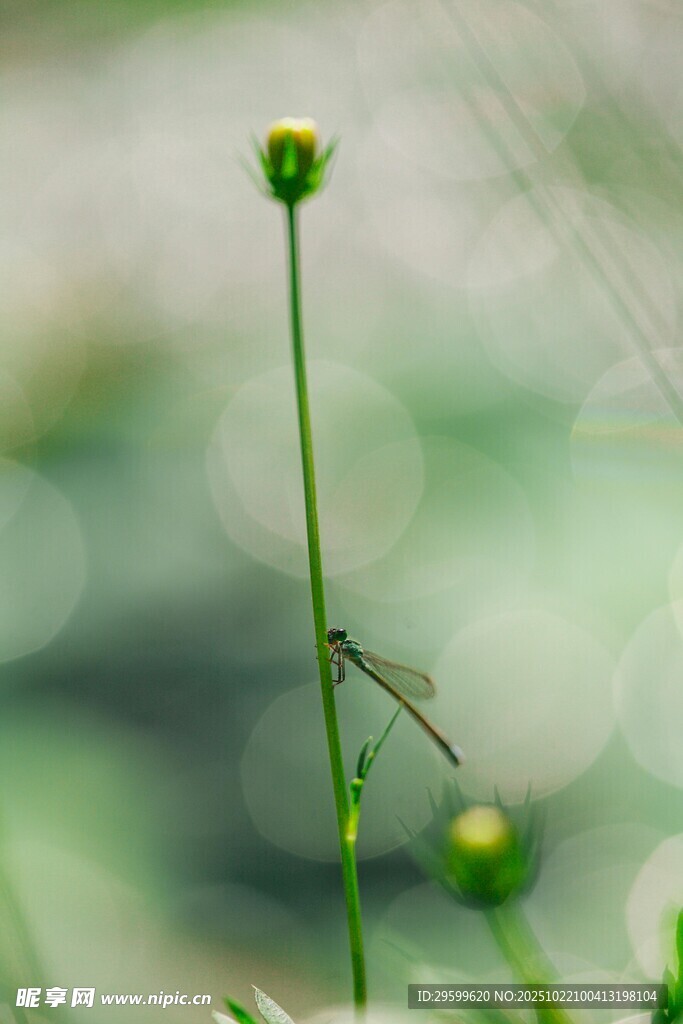 草尖上的蜻蜓