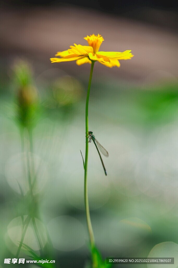 黄色单朵小花特写