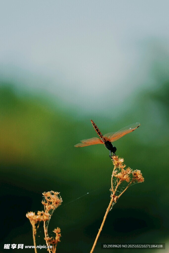 蜻蜓停驻于枯萎花枝