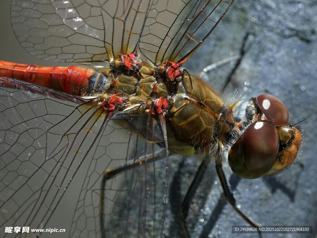 红蜻蜓特写