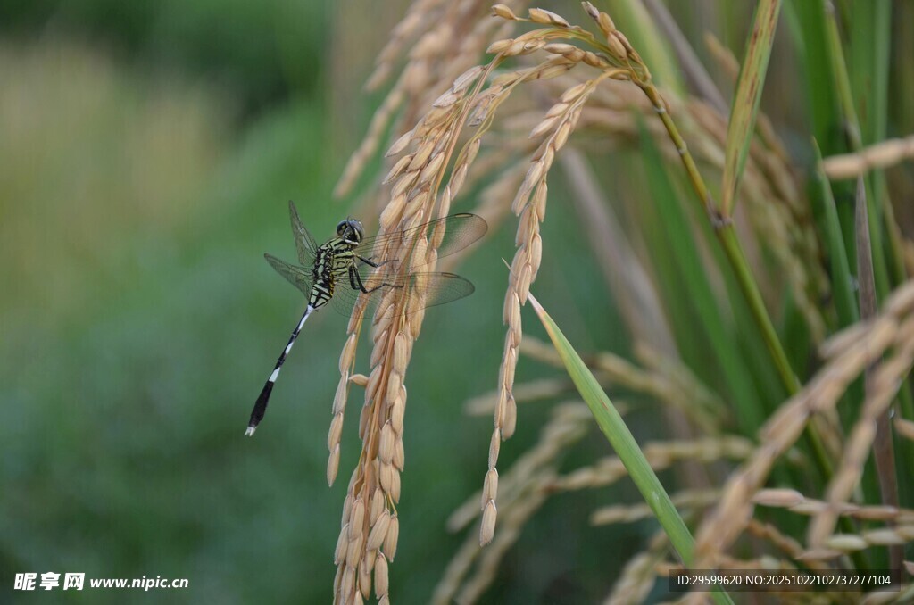 稻田上的蜻蜓