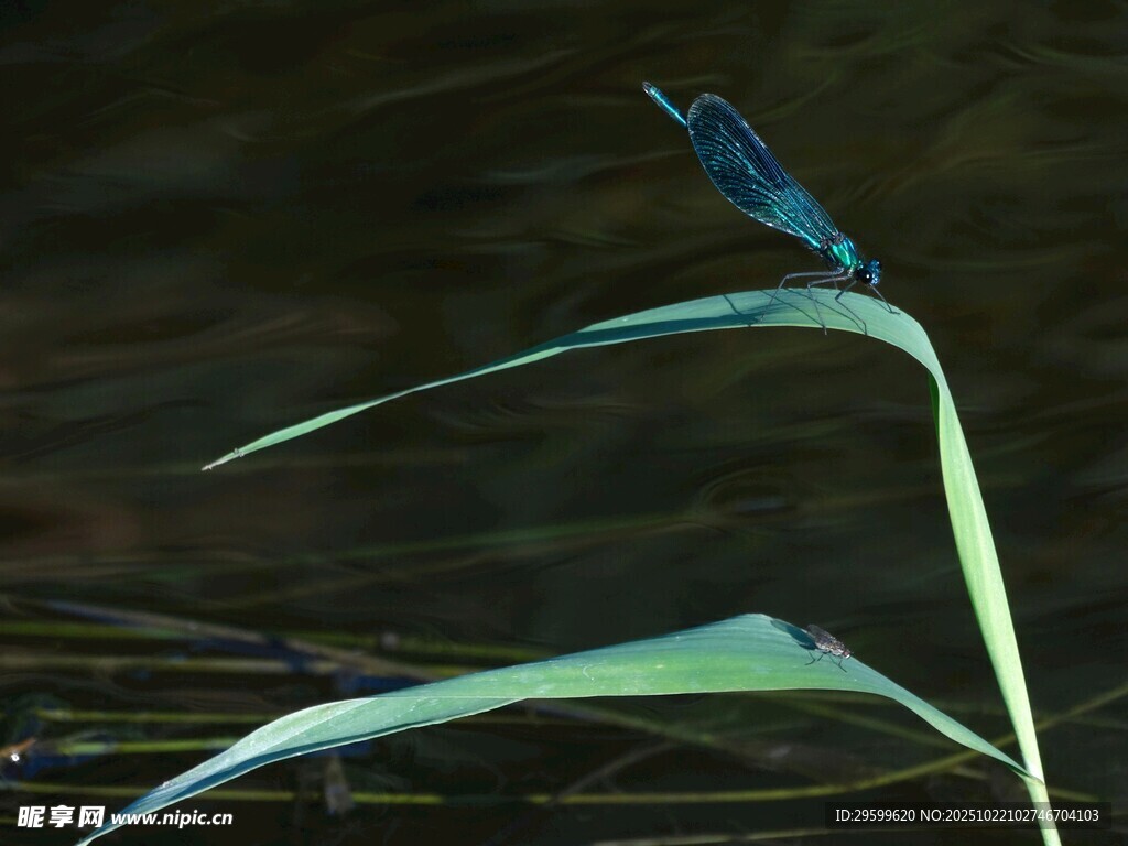 蓝蜻蜓立于绿叶之上