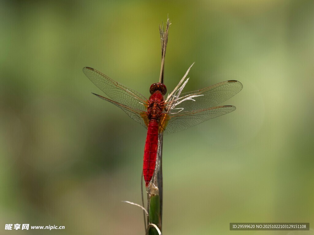 红蜻蜓立于草尖