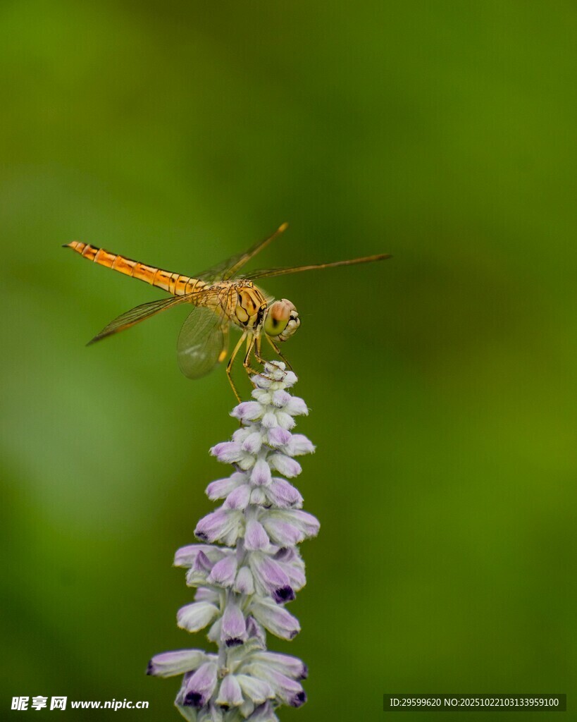 蜻蜓停驻紫色花尖
