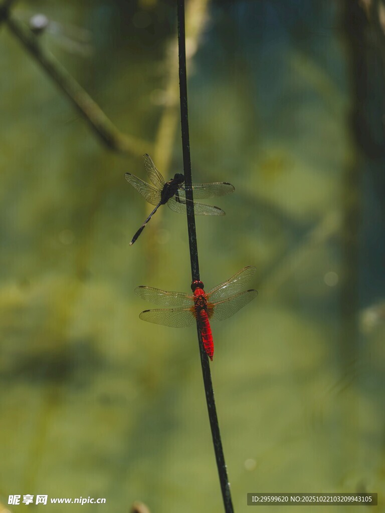 红色蜻蜓栖息于细枝