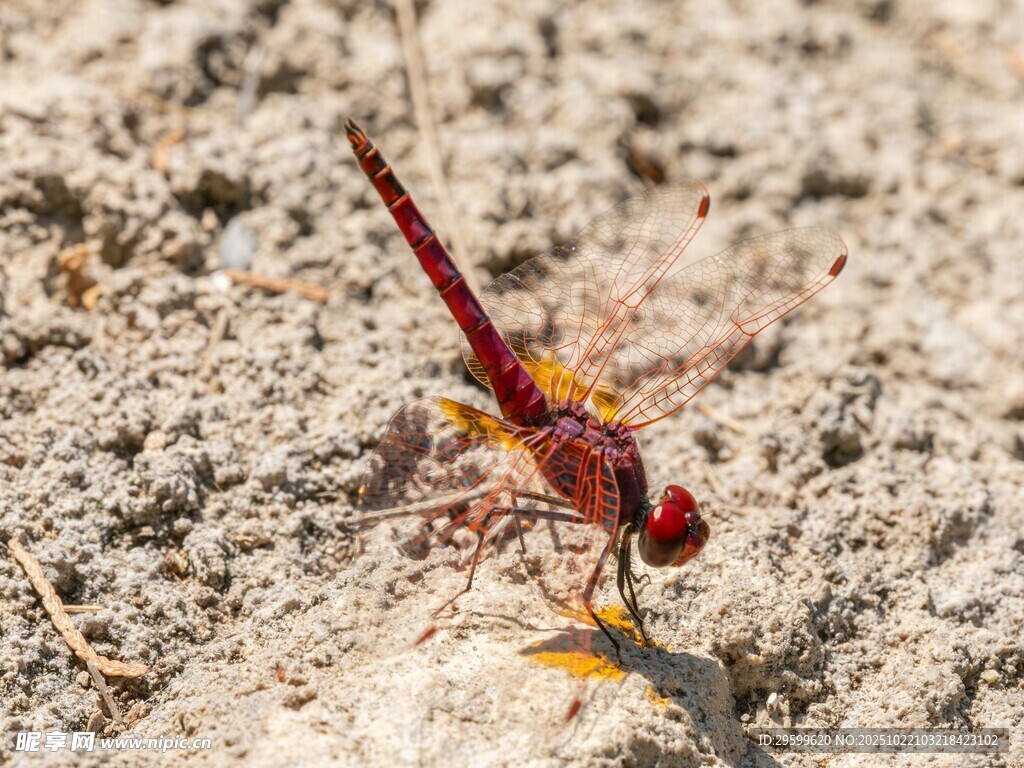 红蜻蜓立于沙地