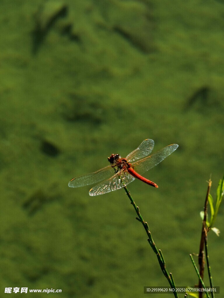 红蜻蜓立于绿枝上