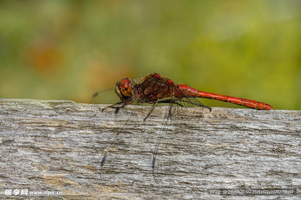 红蜻蜓栖息于老旧木头上