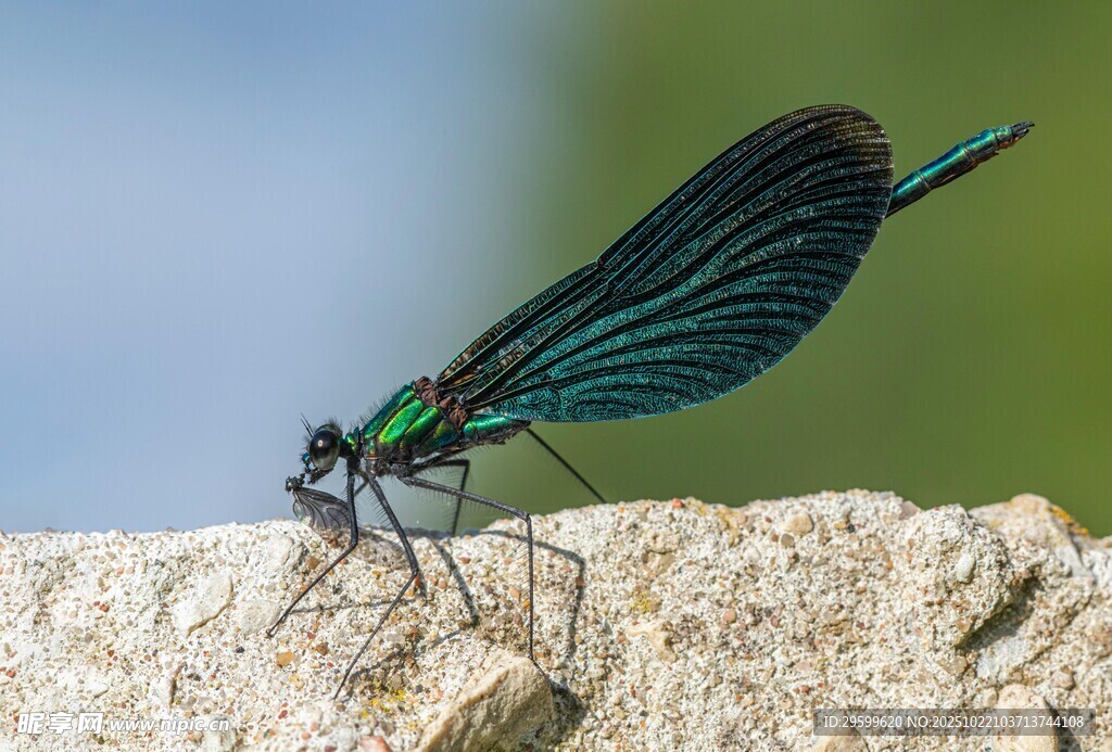 翠绿豆娘停歇于石块上