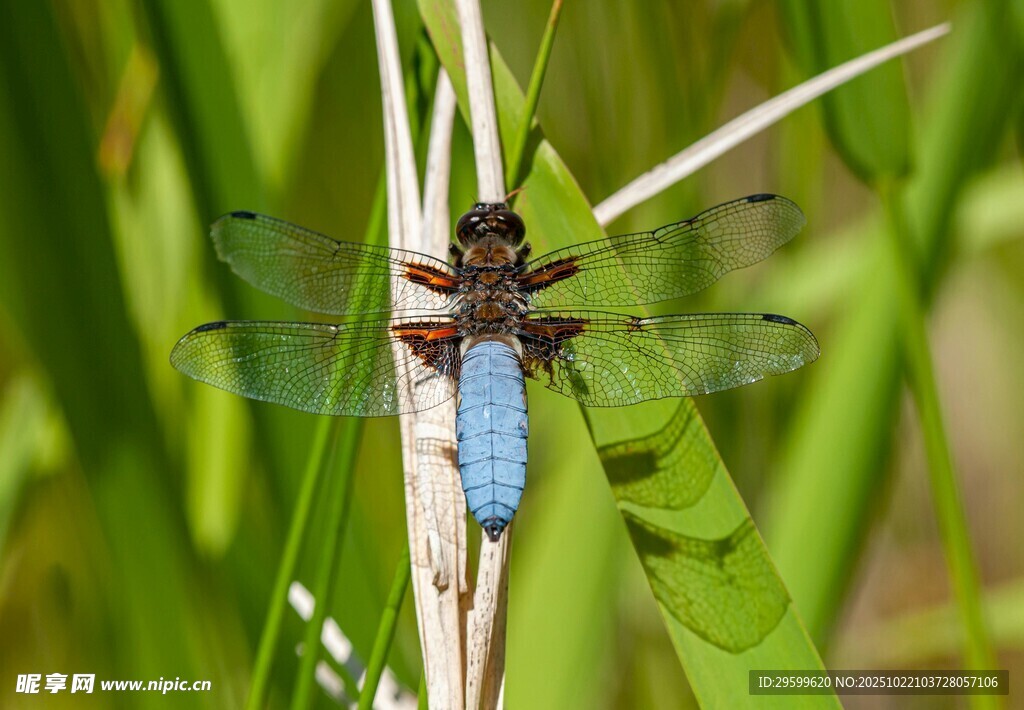 蓝尾蜻蜓栖于翠绿草丛中