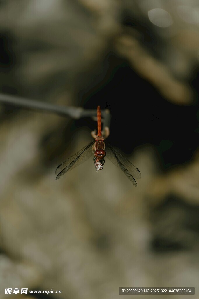 悬停的红蜻蜓