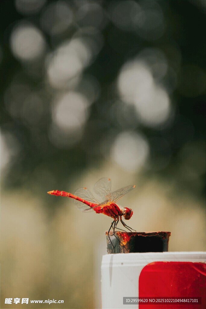 红蜻蜓立于容器边缘