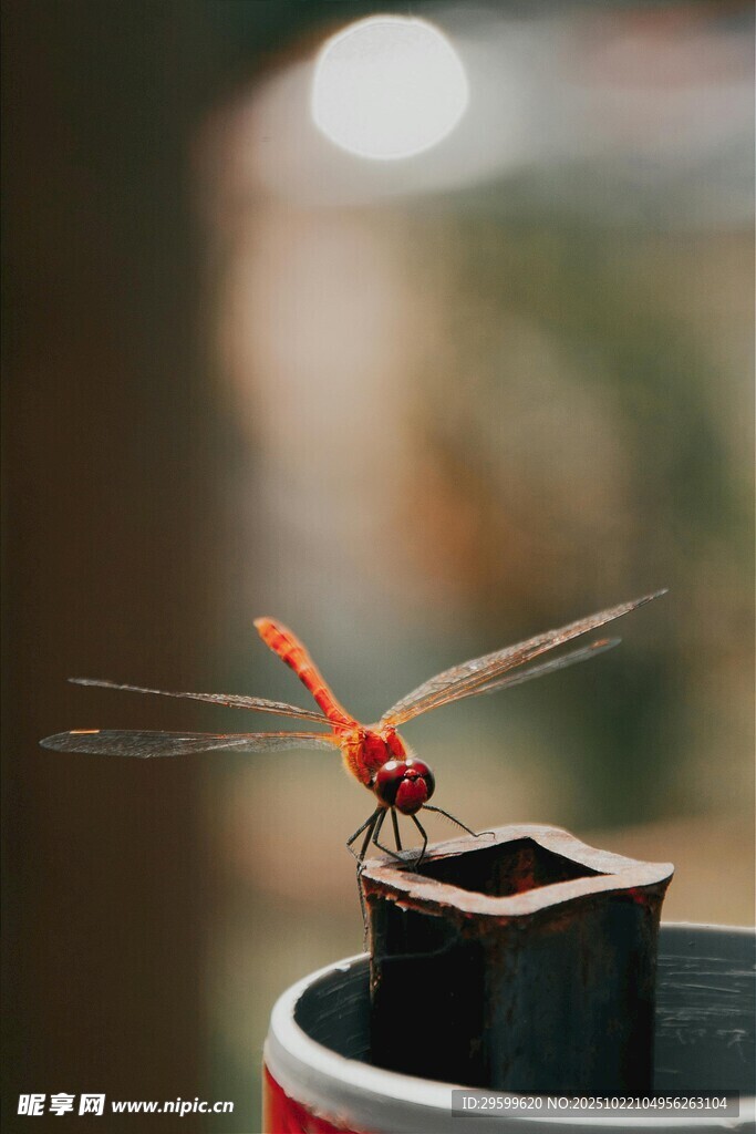 红蜻蜓立于杯沿