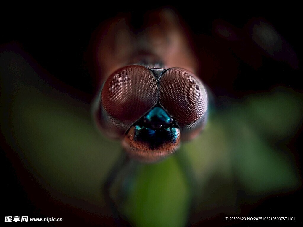 微距下的蜻蜓眼睛特写