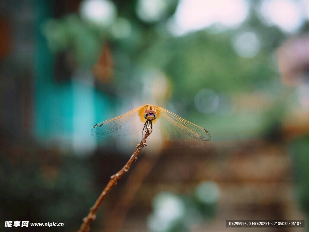 枝头停驻的美丽小蜻蜓