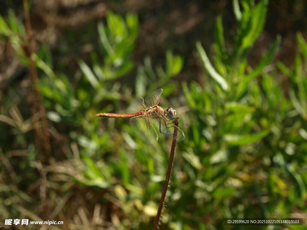 嫩绿植物特写