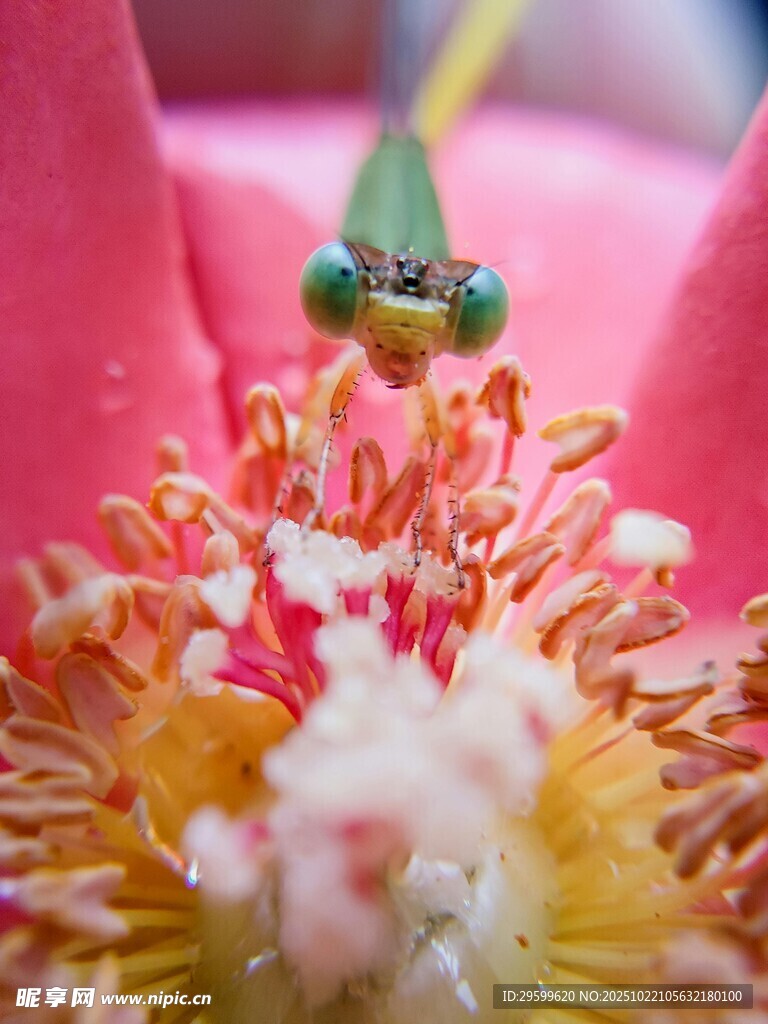 微距下的花蕊与昆虫