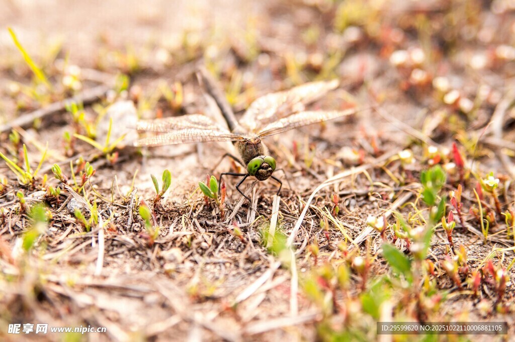 地面上的嫩绿小草