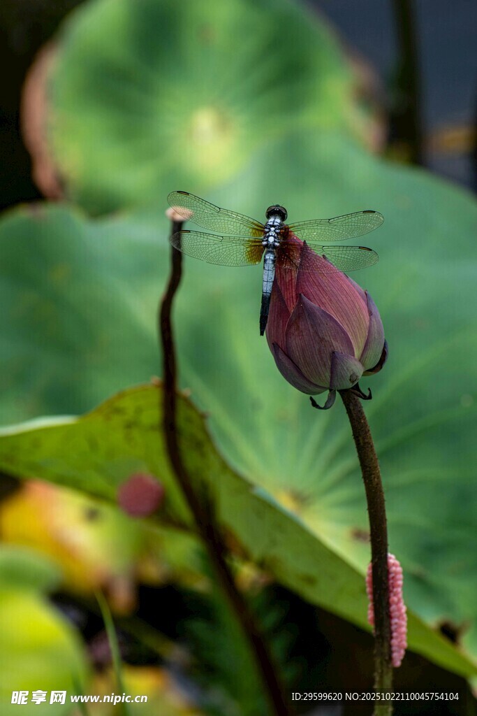蜻蜓立荷尖 