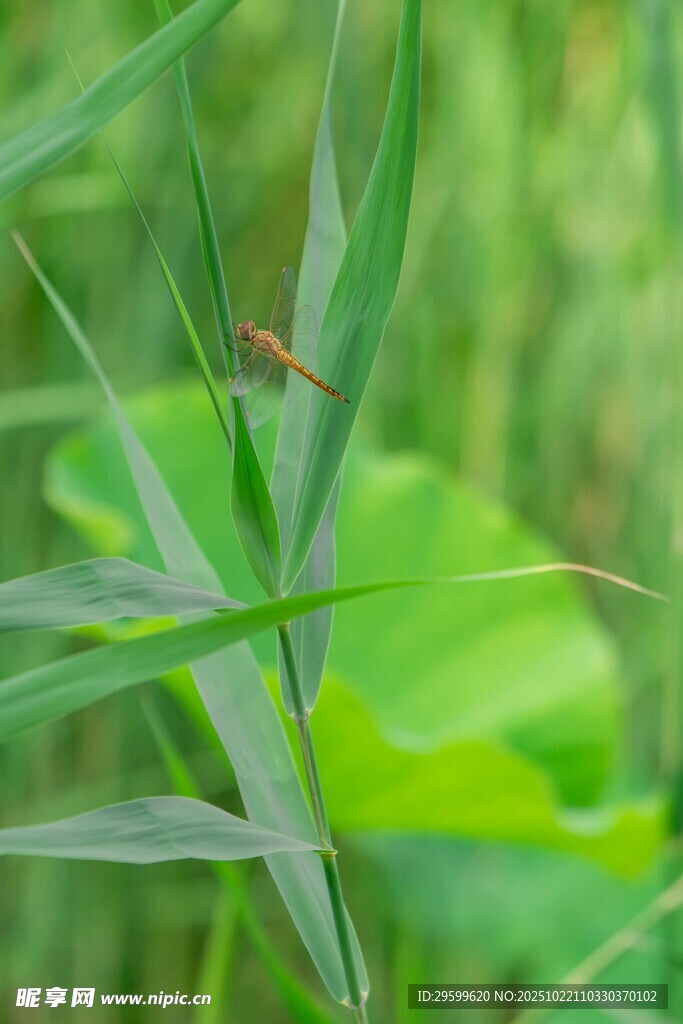 绿叶间的小蜻蜓