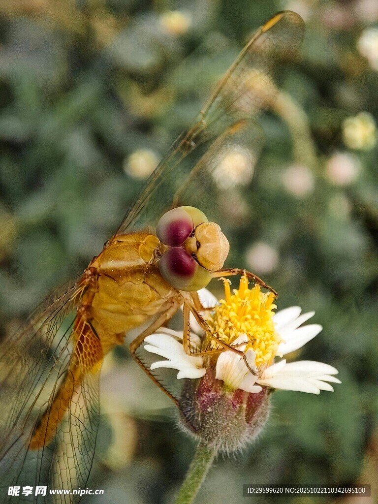黄蜻蜓停驻于小白花上
