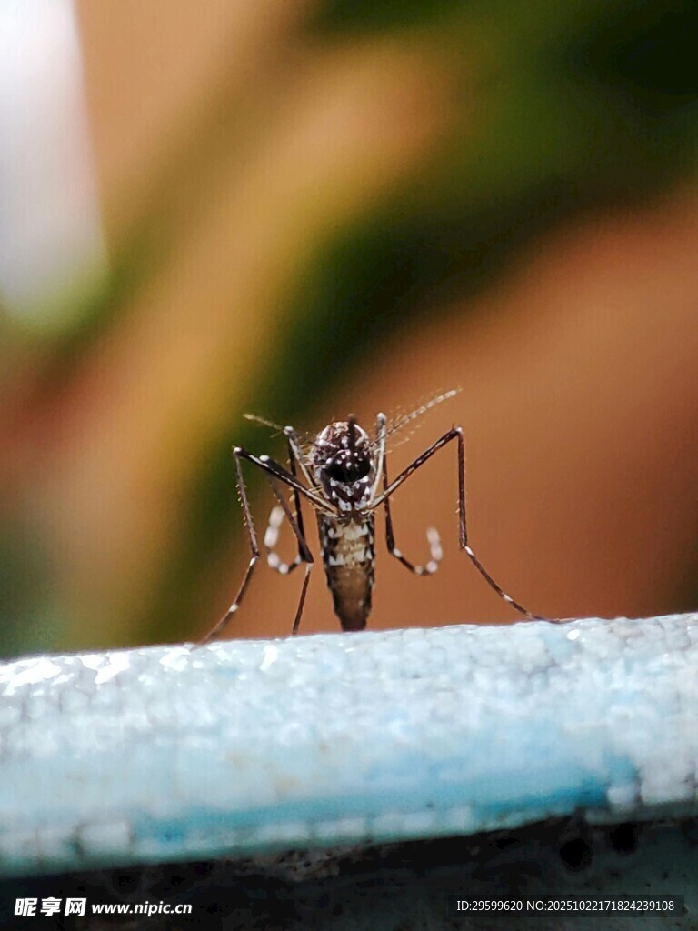 微距下的蚊子特写