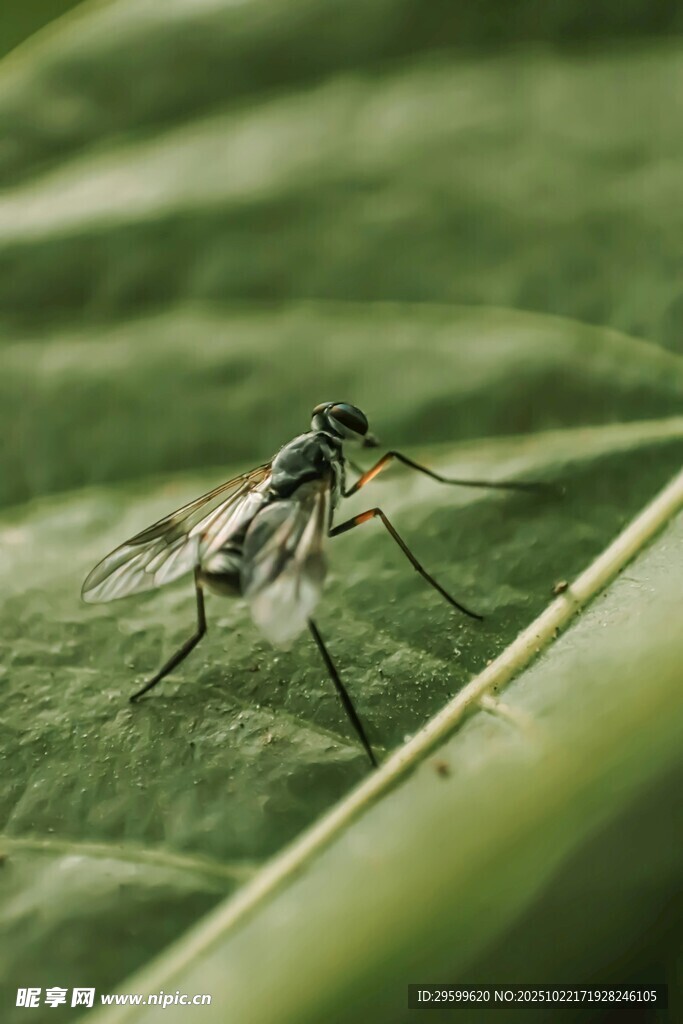 绿叶上的小蚊虫