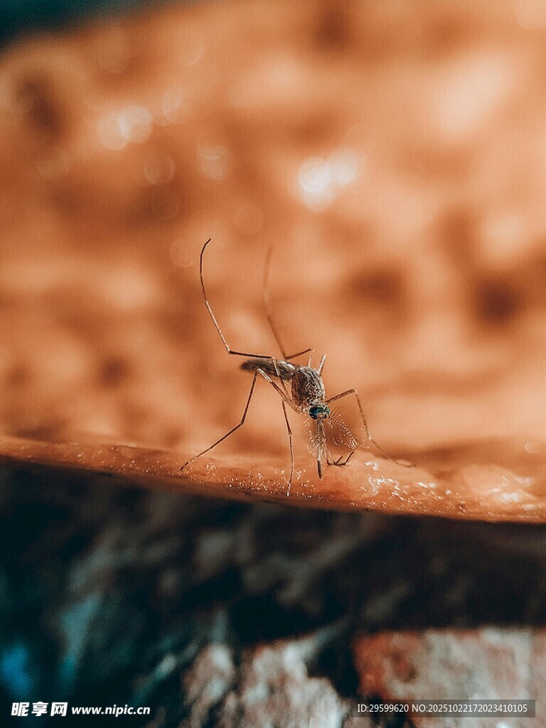 微距下的独行蚂蚁