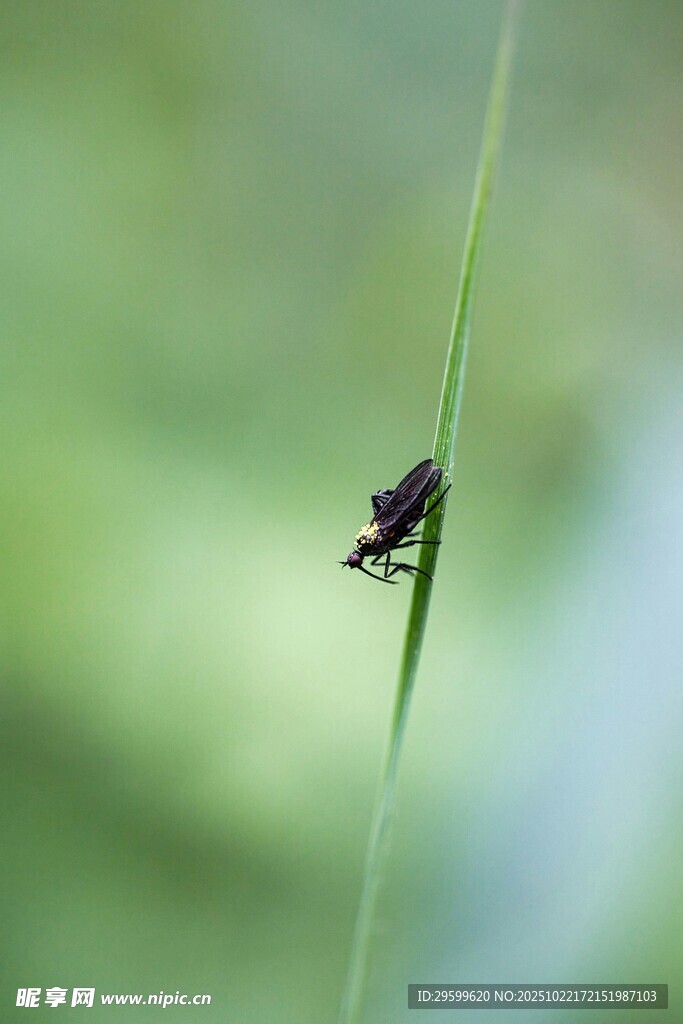 草叶上的黑色小昆虫