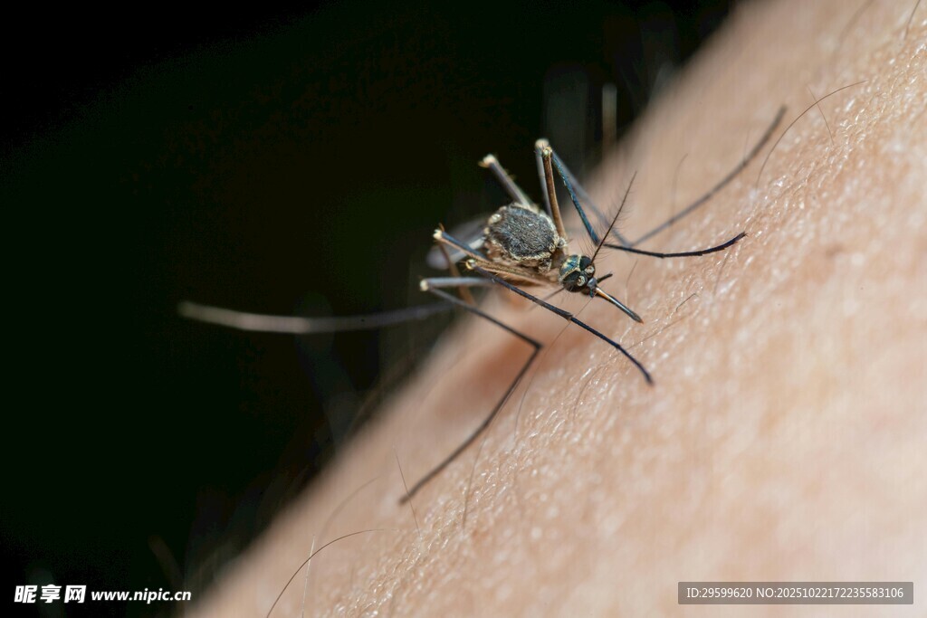 蚊子停在人皮肤上吸血