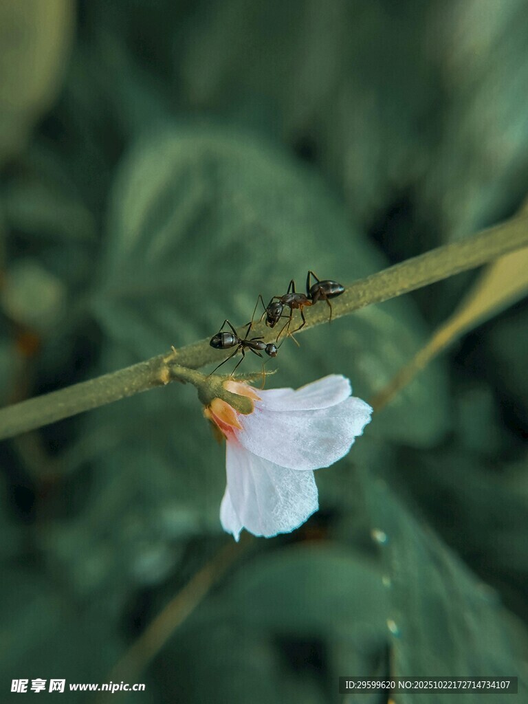 白色小花绽放于绿叶间
