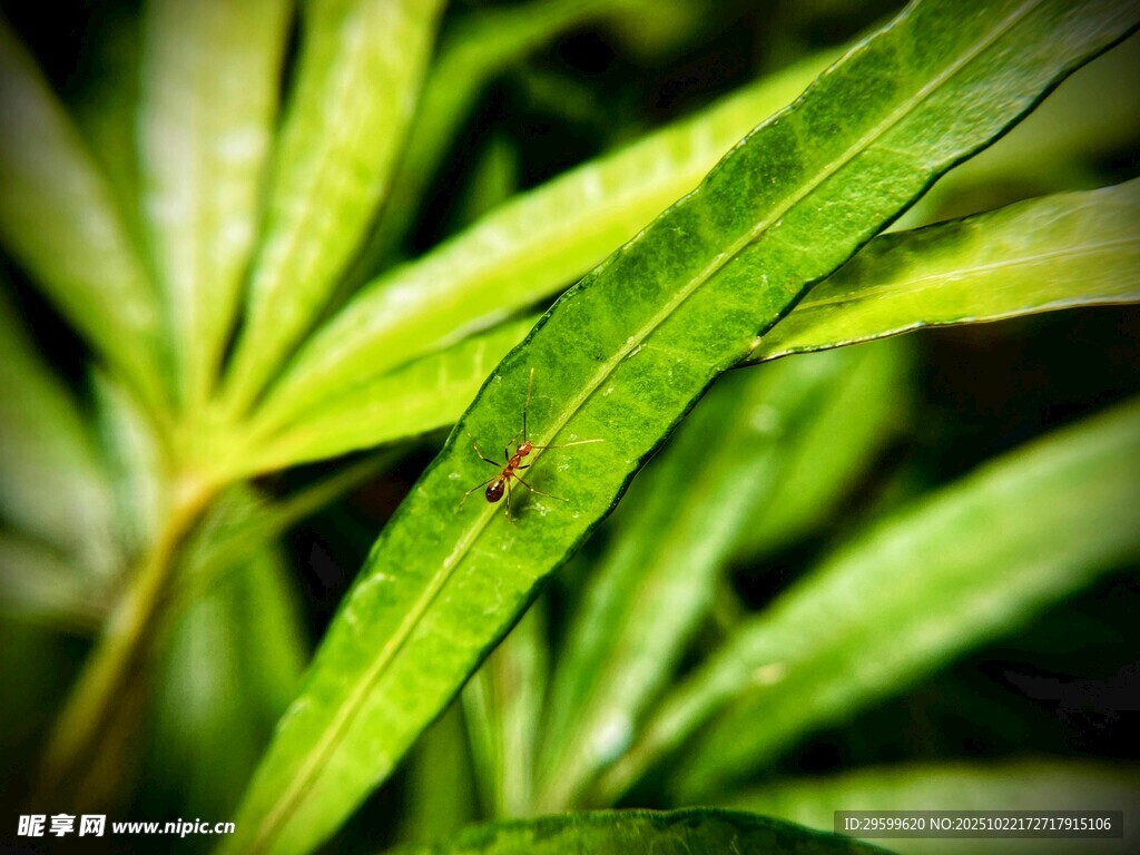 翠绿叶片上的微小昆虫