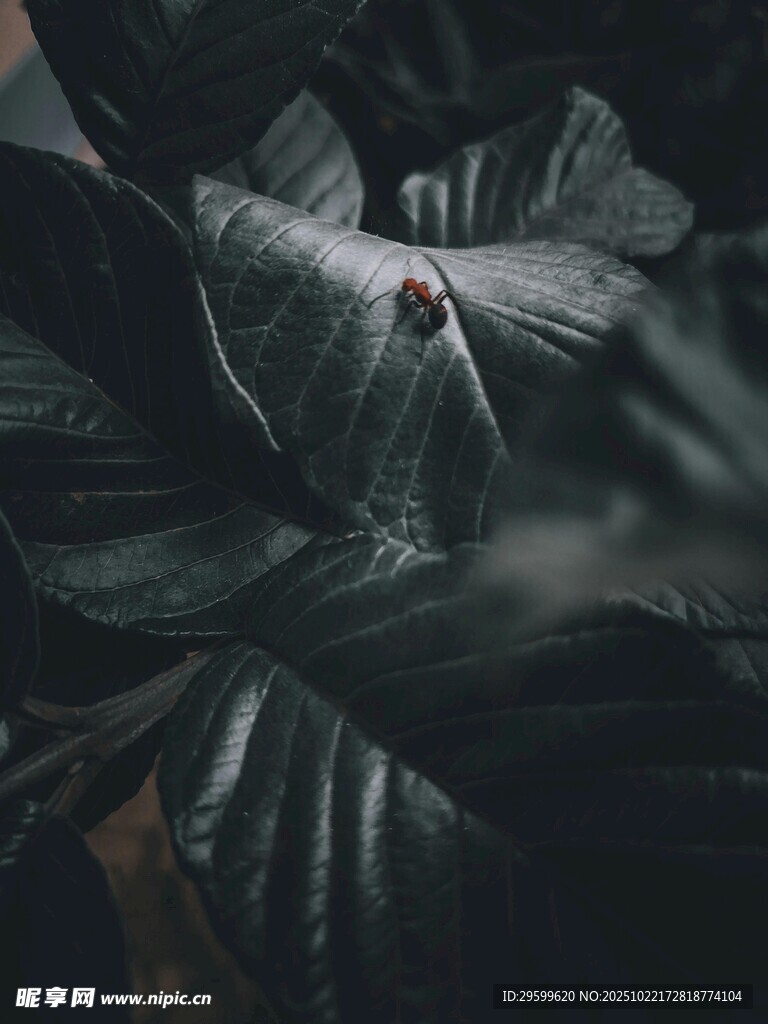 深绿叶脉上的红色小昆虫